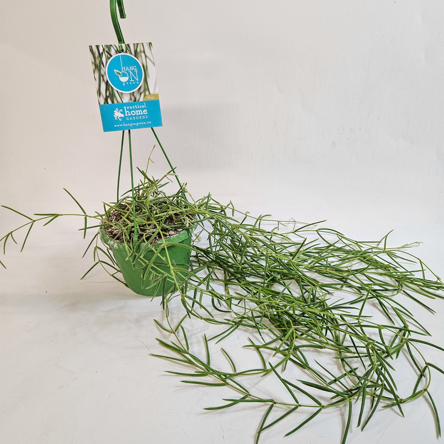 Hoya Linearis 14cm H30cm