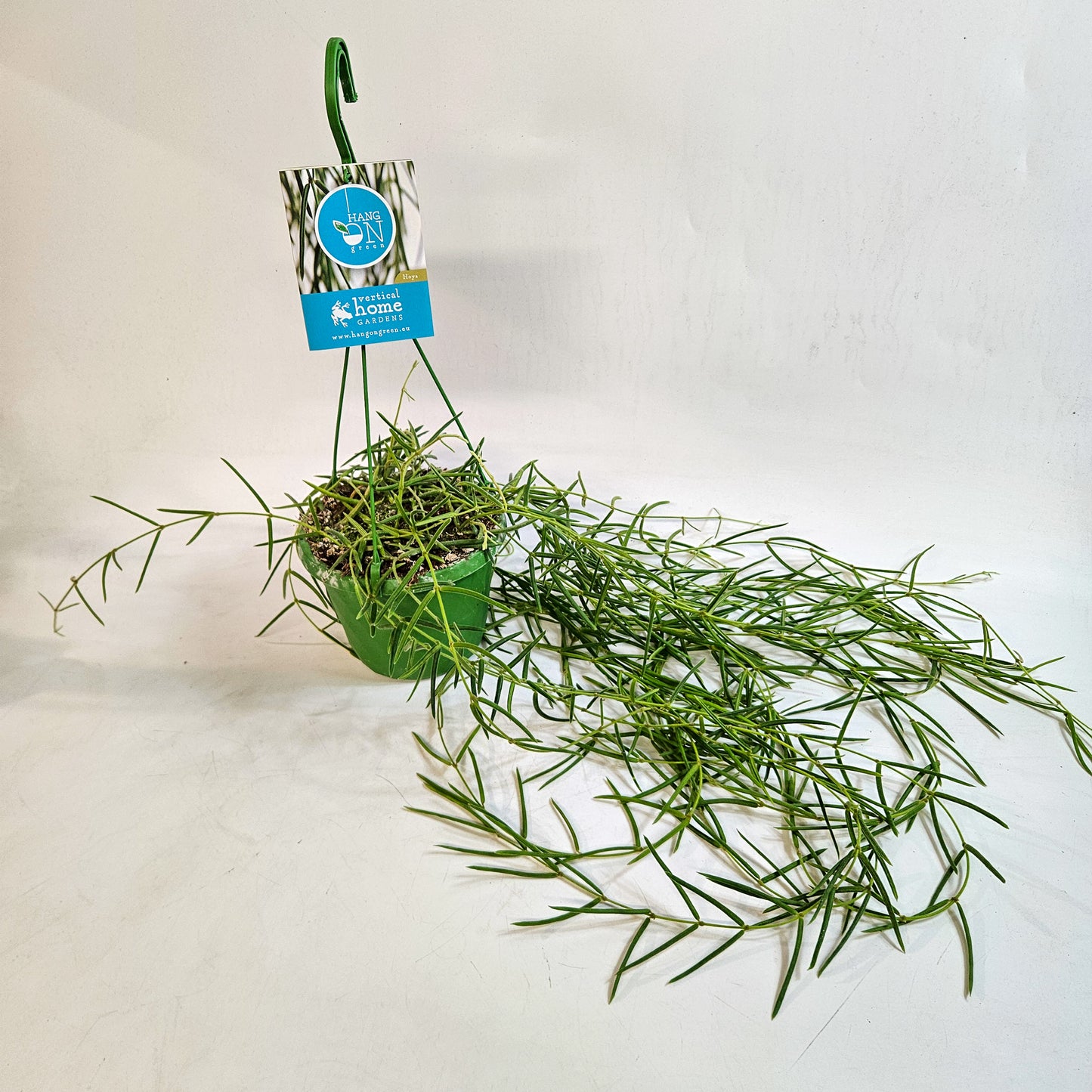Hoya Linearis 14cm H30cm