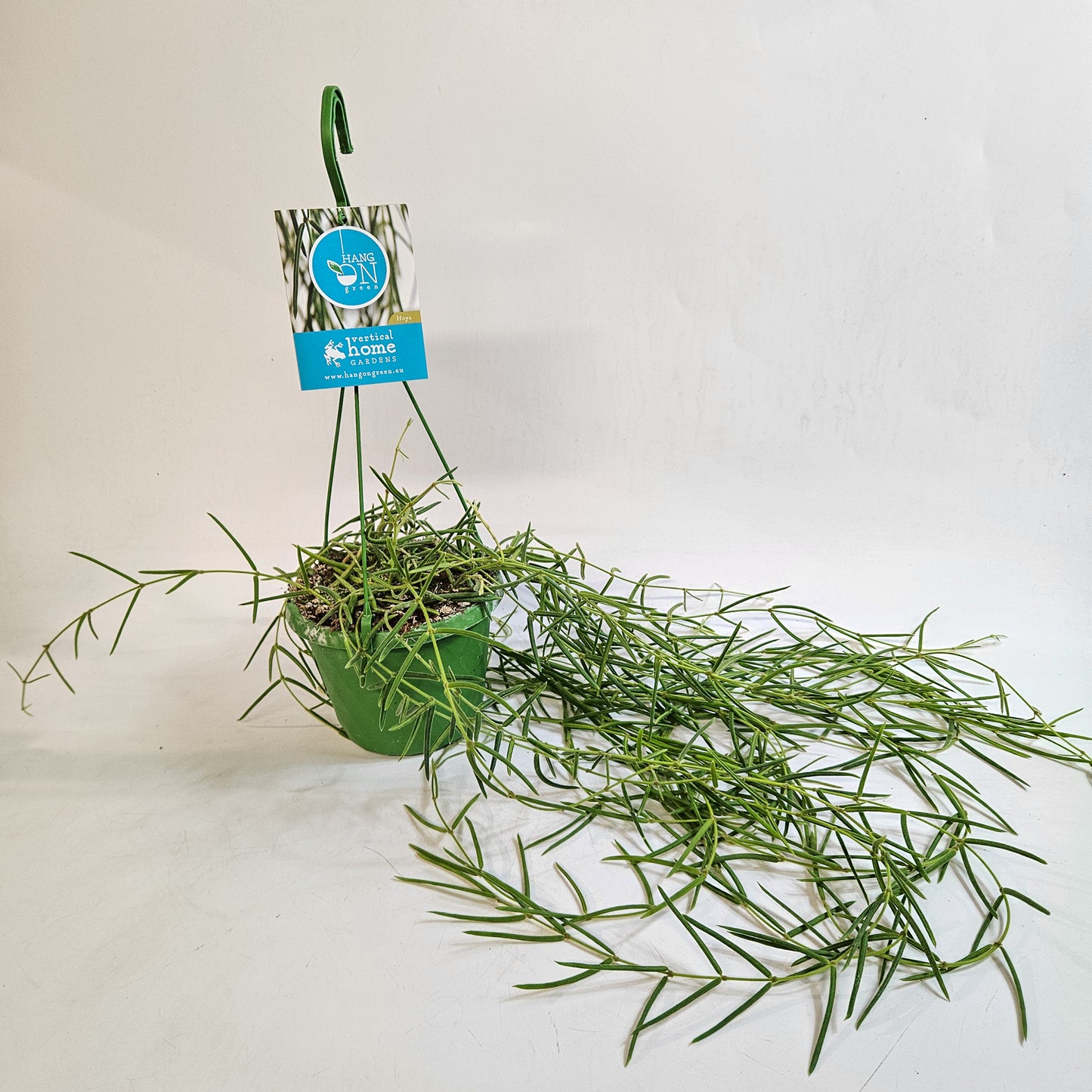 Hoya Linearis 14cm H30cm
