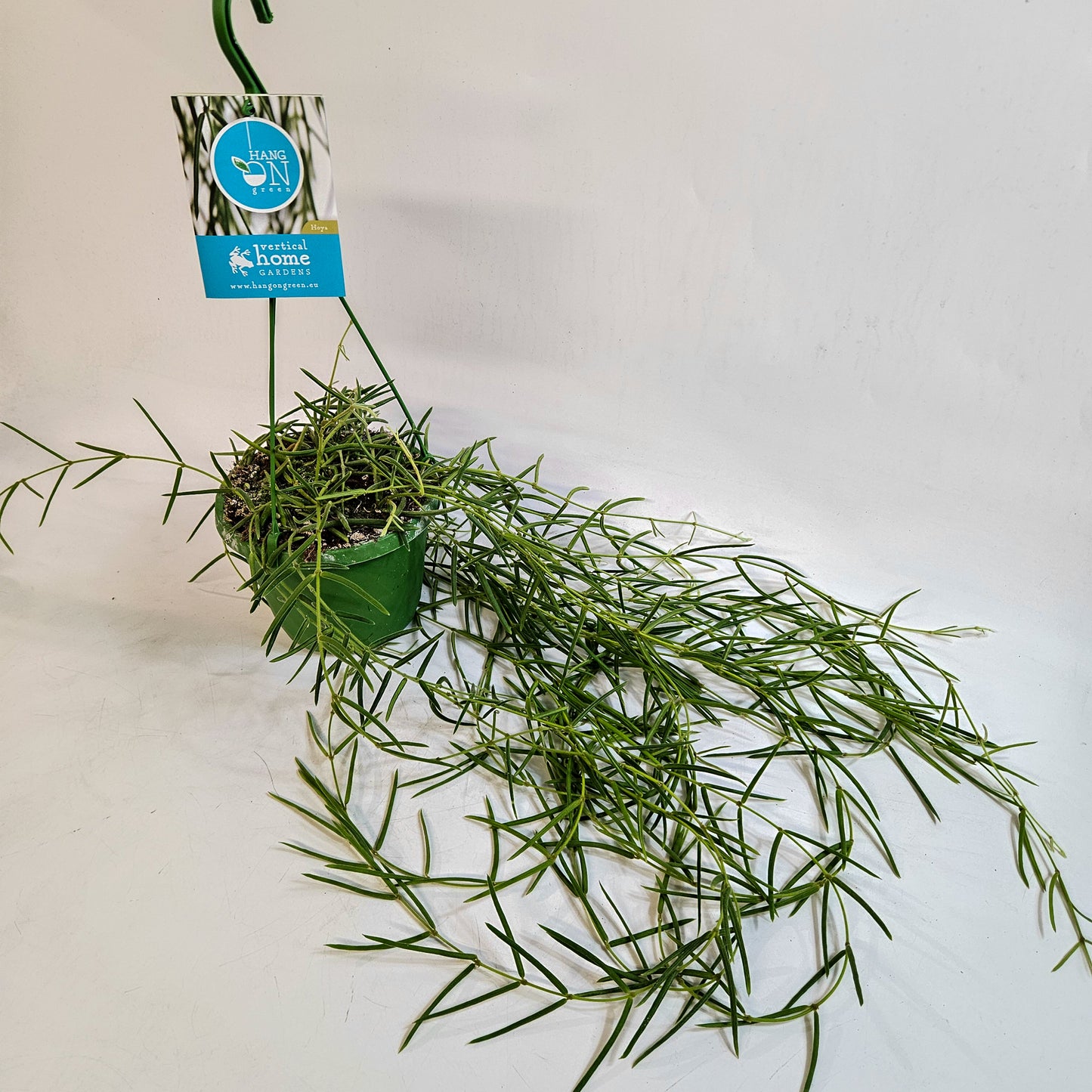 Hoya Linearis 14cm H30cm