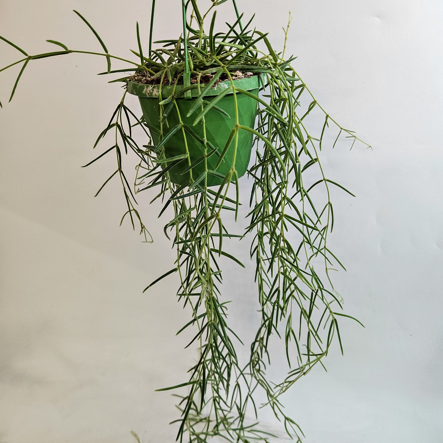 Hoya Linearis 14cm H30cm