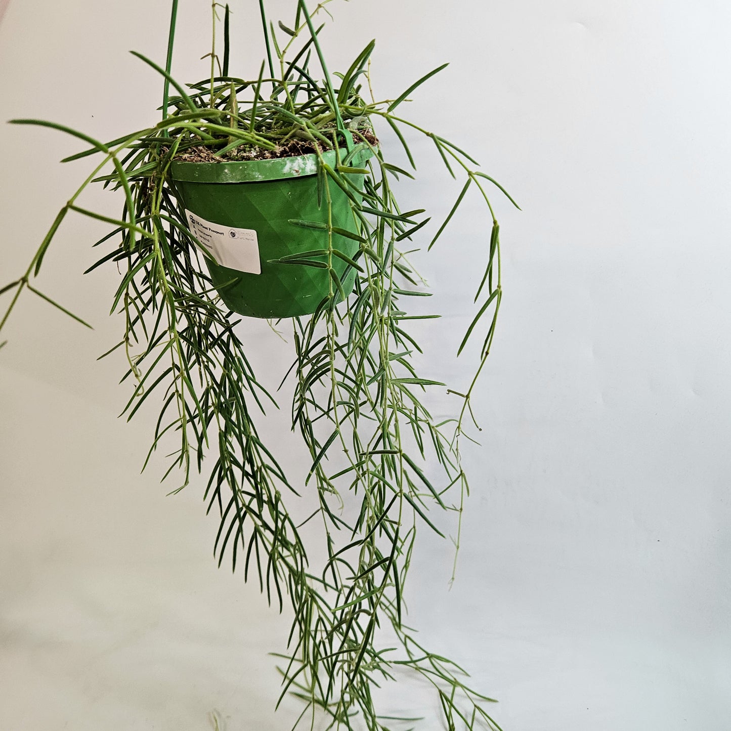 Hoya Linearis 14cm H30cm