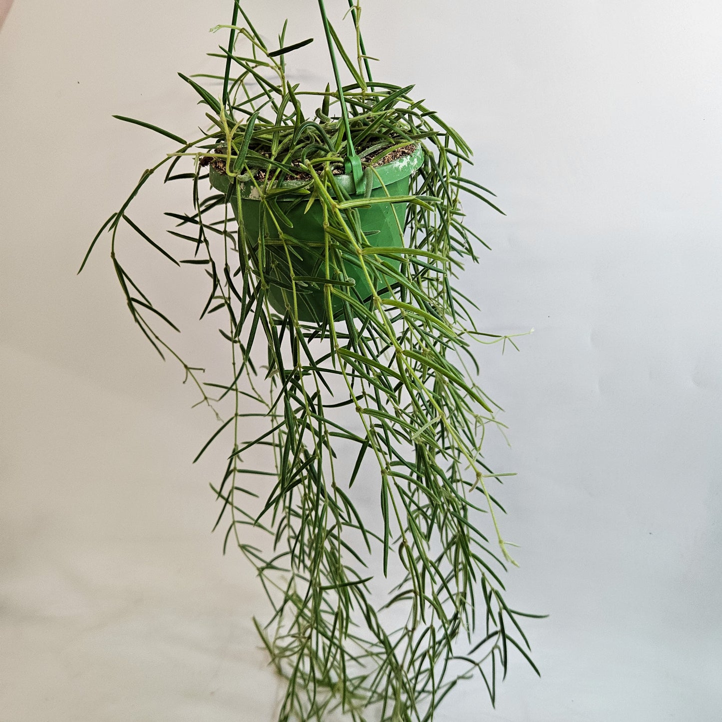 Hoya Linearis 14cm H30cm