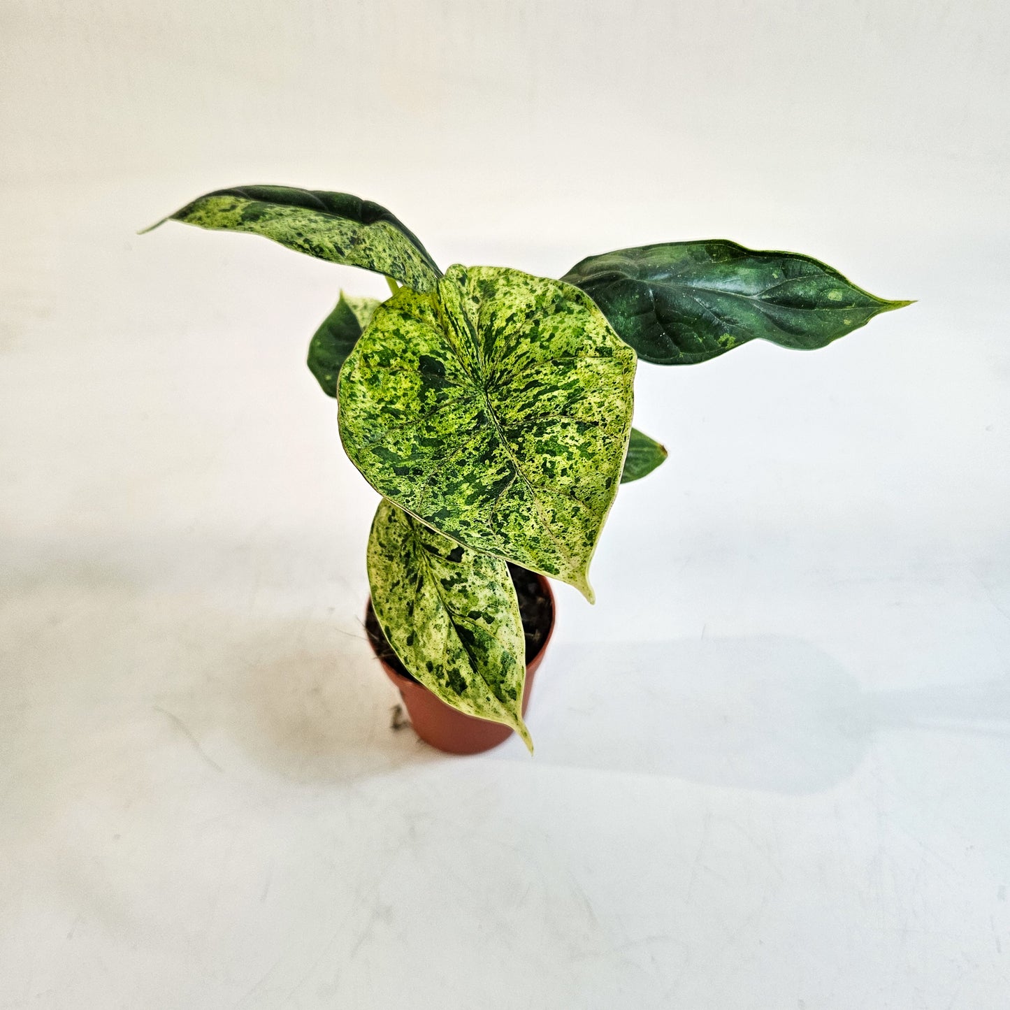 Alocasia 'Dragon Scale Variegata' 7cm H10cm