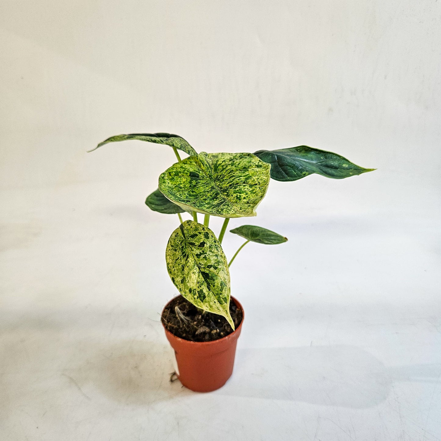Alocasia 'Dragon Scale Variegata' 7cm H10cm