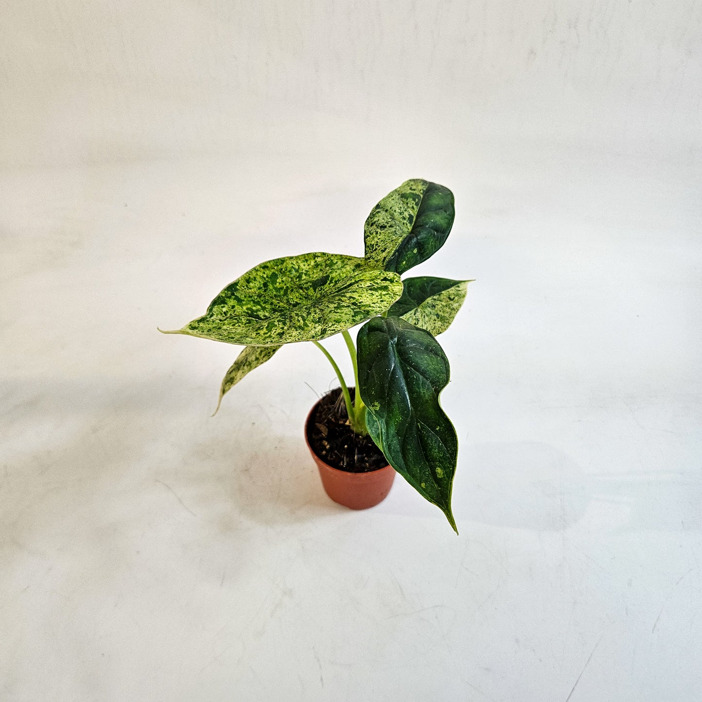 Alocasia 'Dragon Scale Variegata' 7cm H10cm