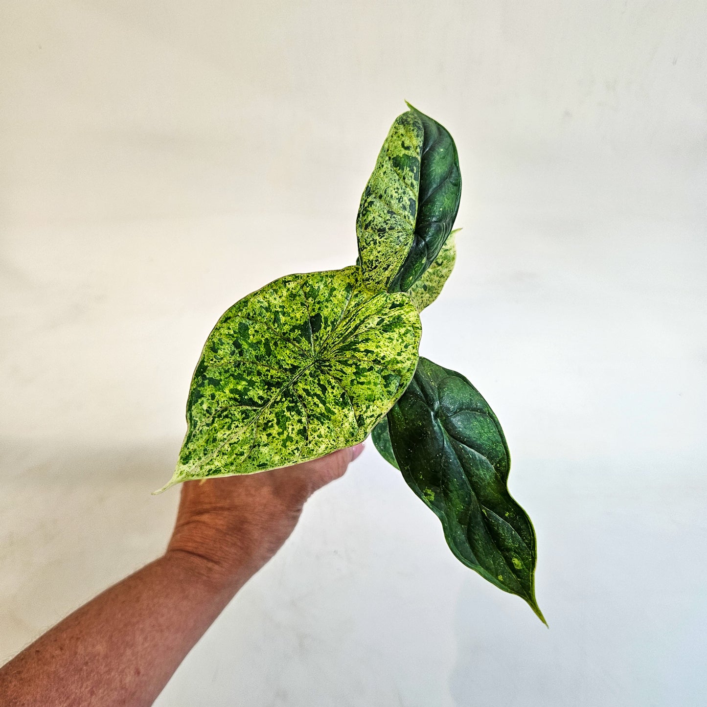 Alocasia 'Dragon Scale Variegata' 7cm H10cm