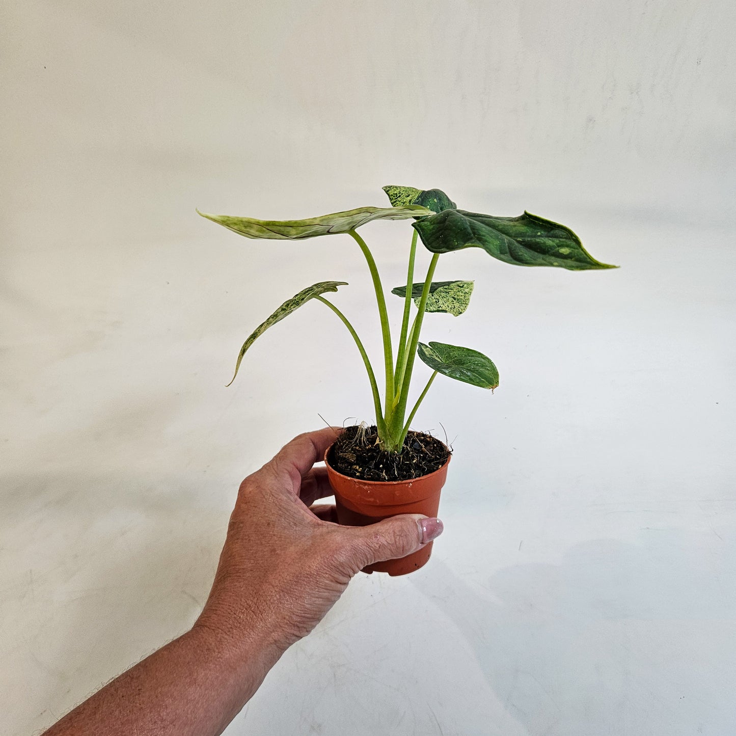 Alocasia 'Dragon Scale Variegata' 7cm H10cm