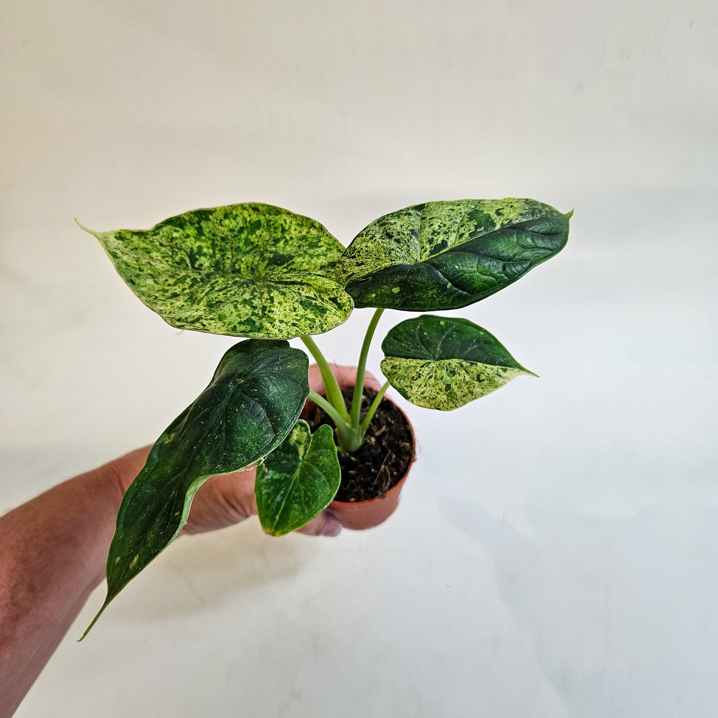 Alocasia 'Dragon Scale Variegata' 7cm H10cm
