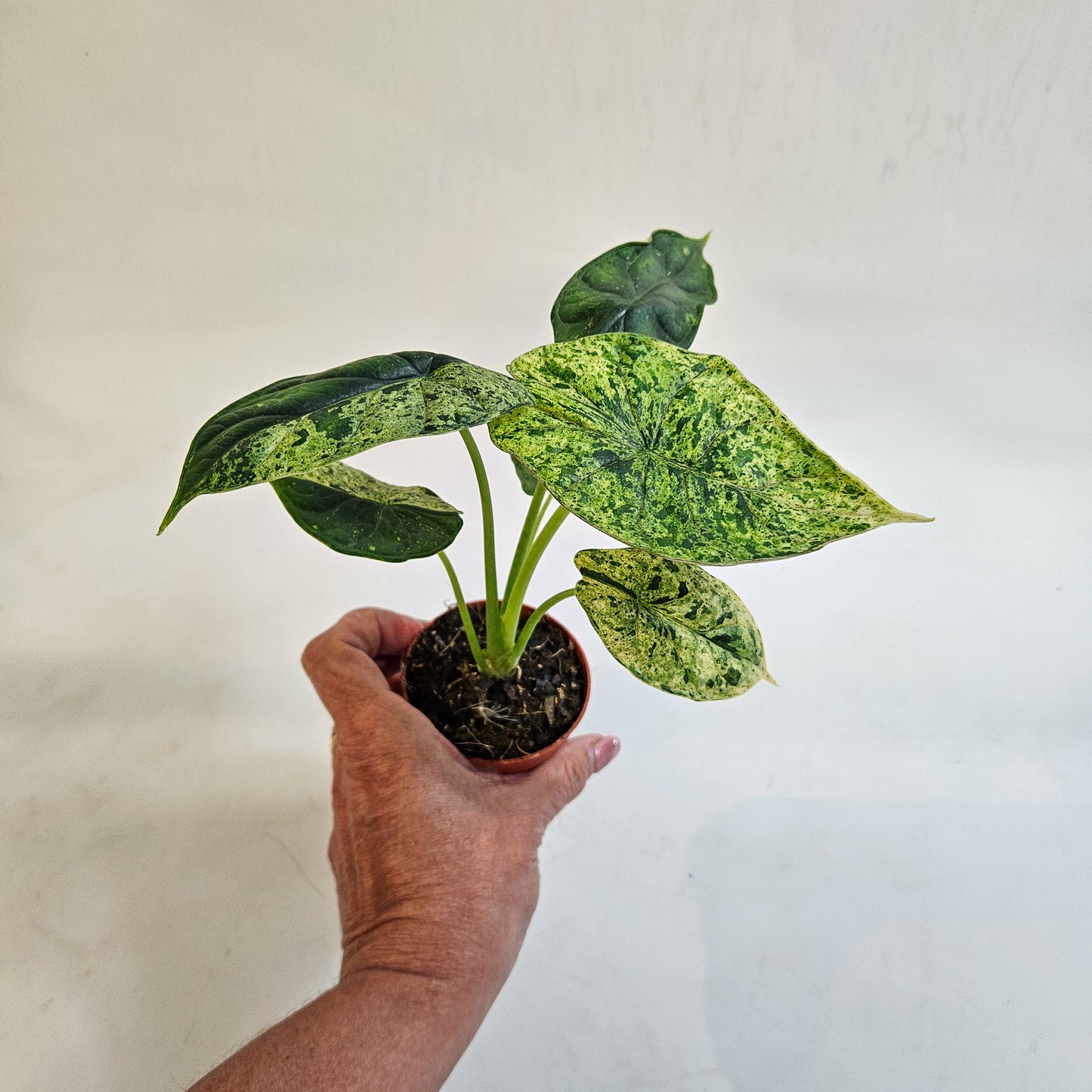 Alocasia 'Dragon Scale Variegata' 7cm H10cm