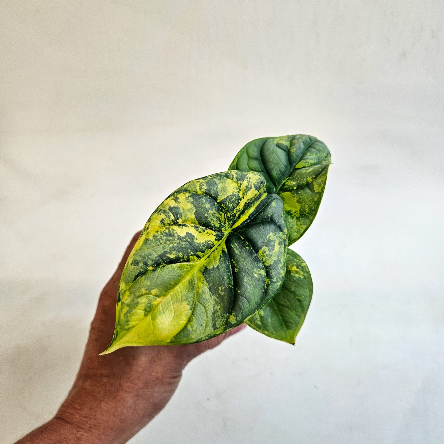 Alocasia 'Silver Dragon Variegata' 7cm H10cm