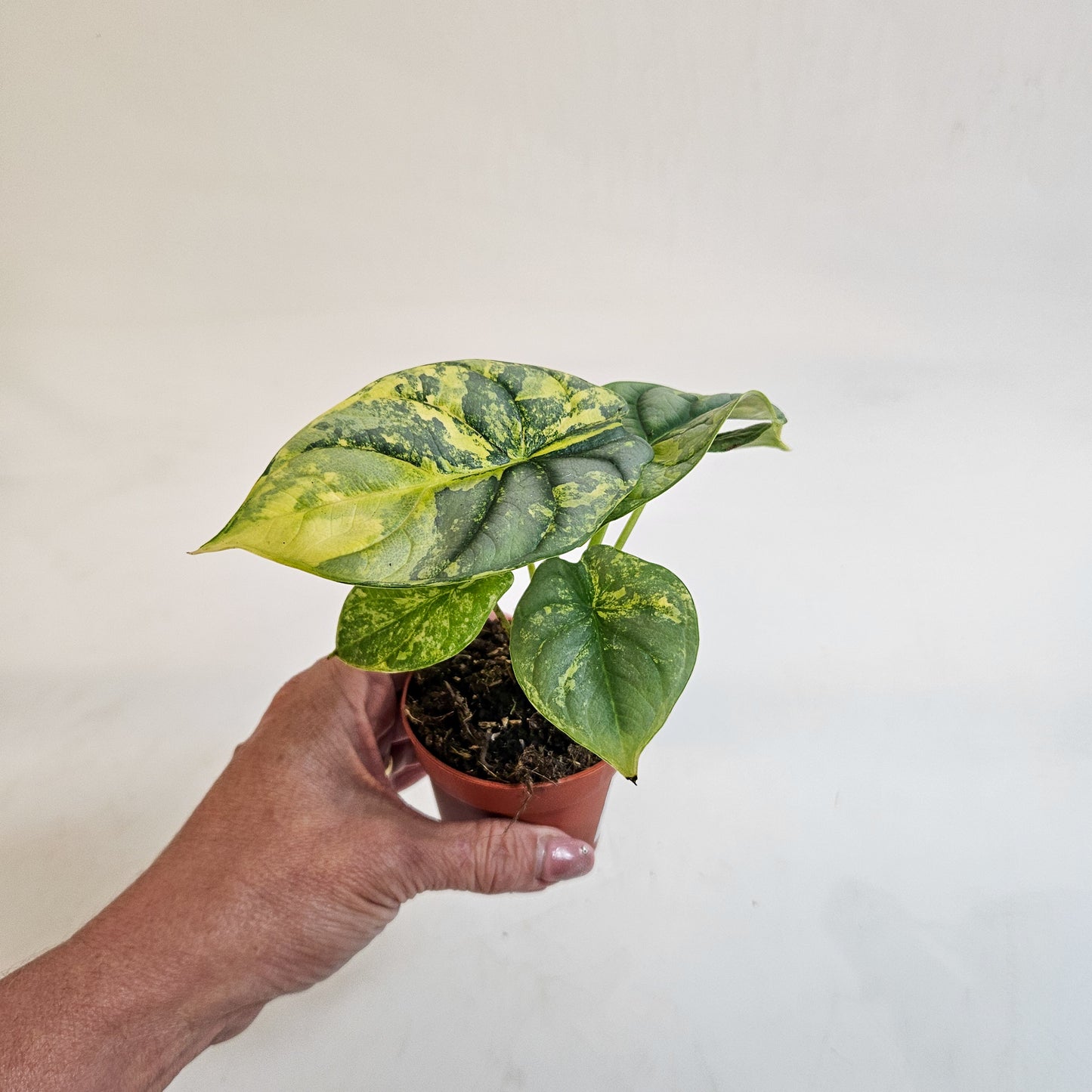 Alocasia 'Silver Dragon Variegata' 7cm H10cm