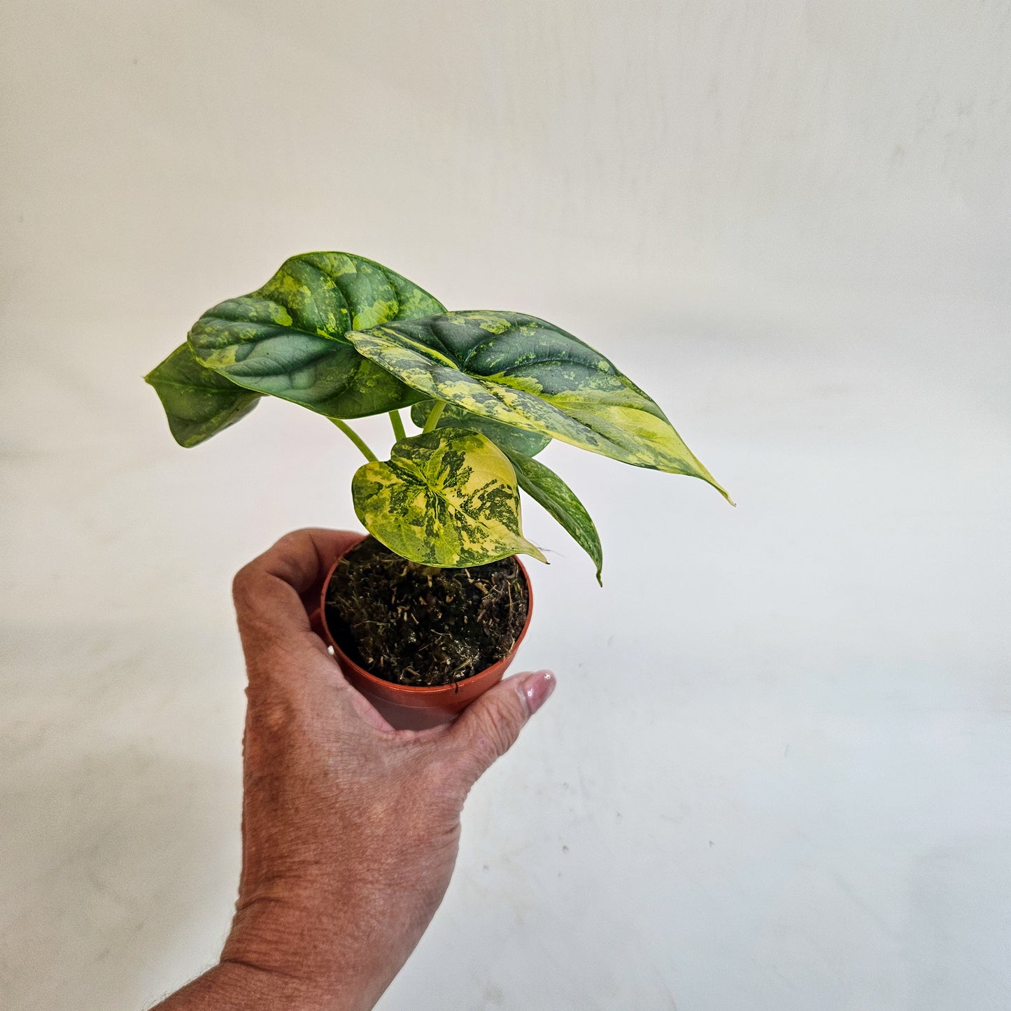 Alocasia 'Silver Dragon Variegata' 7cm H10cm