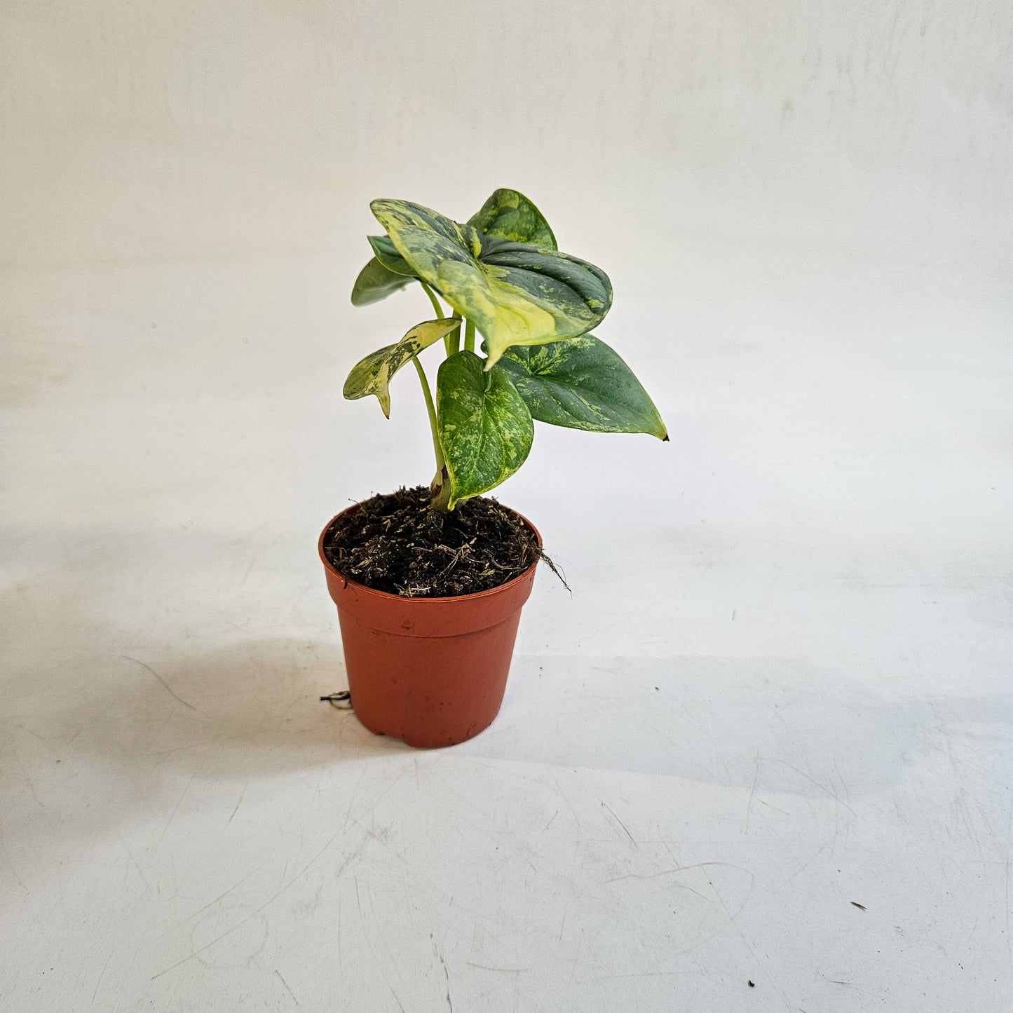 Alocasia 'Silver Dragon Variegata' 7cm H10cm