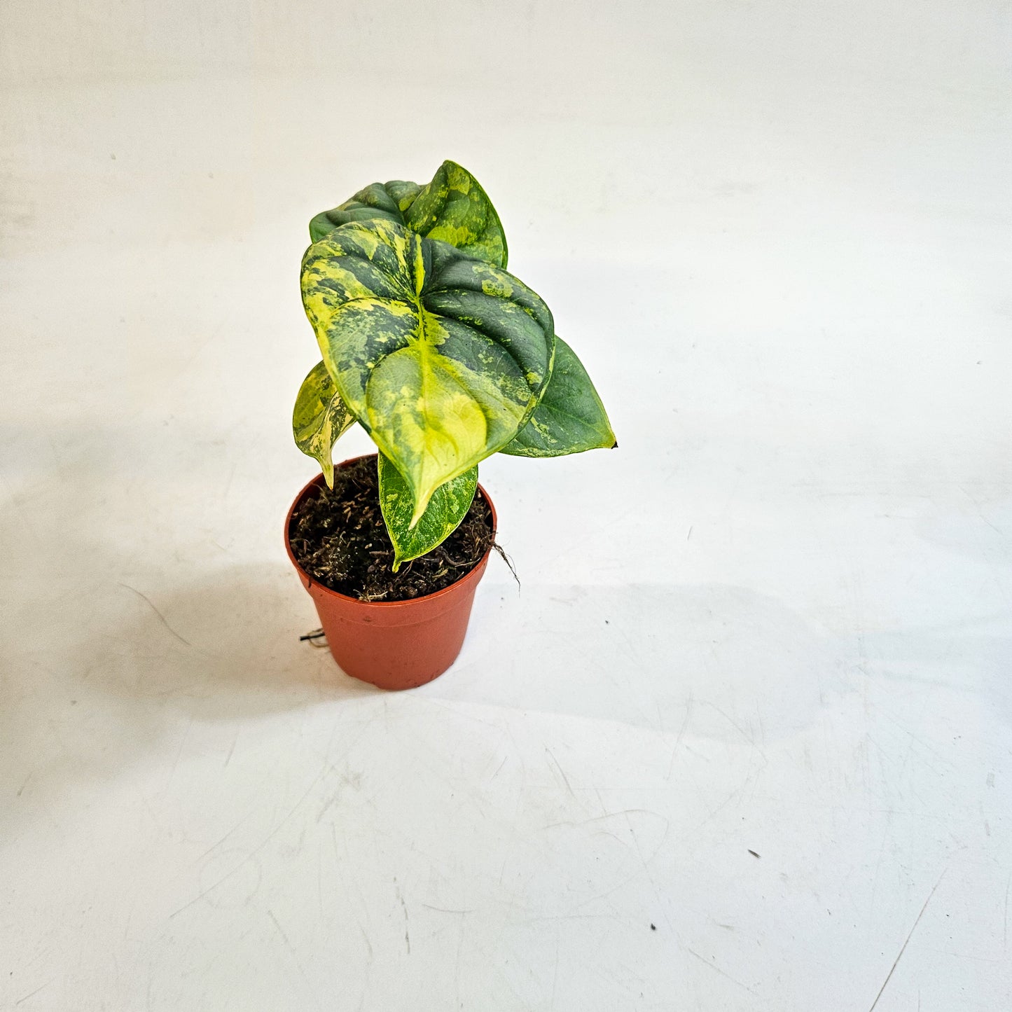 Alocasia 'Silver Dragon Variegata' 7cm H10cm
