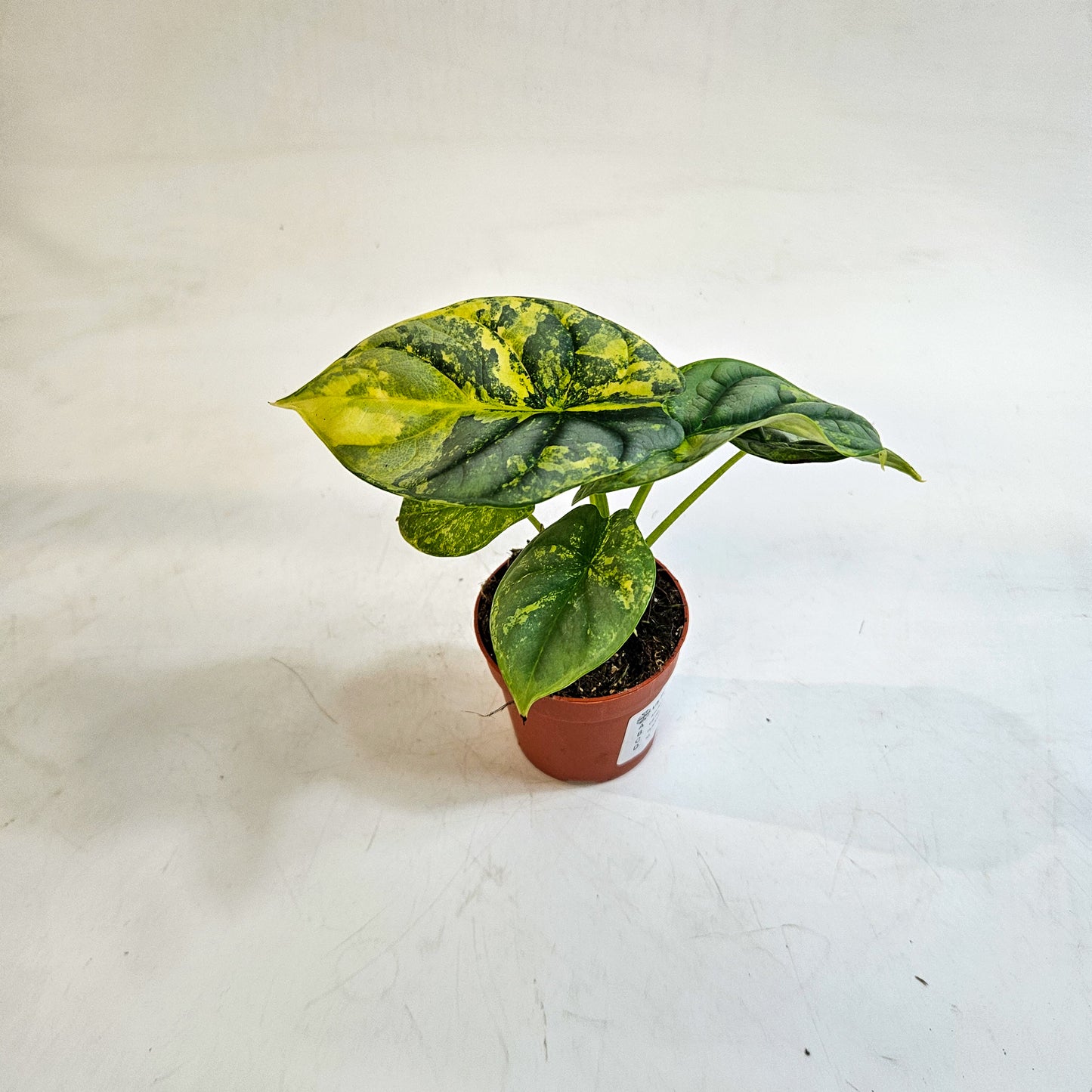 Alocasia 'Silver Dragon Variegata' 7cm H10cm