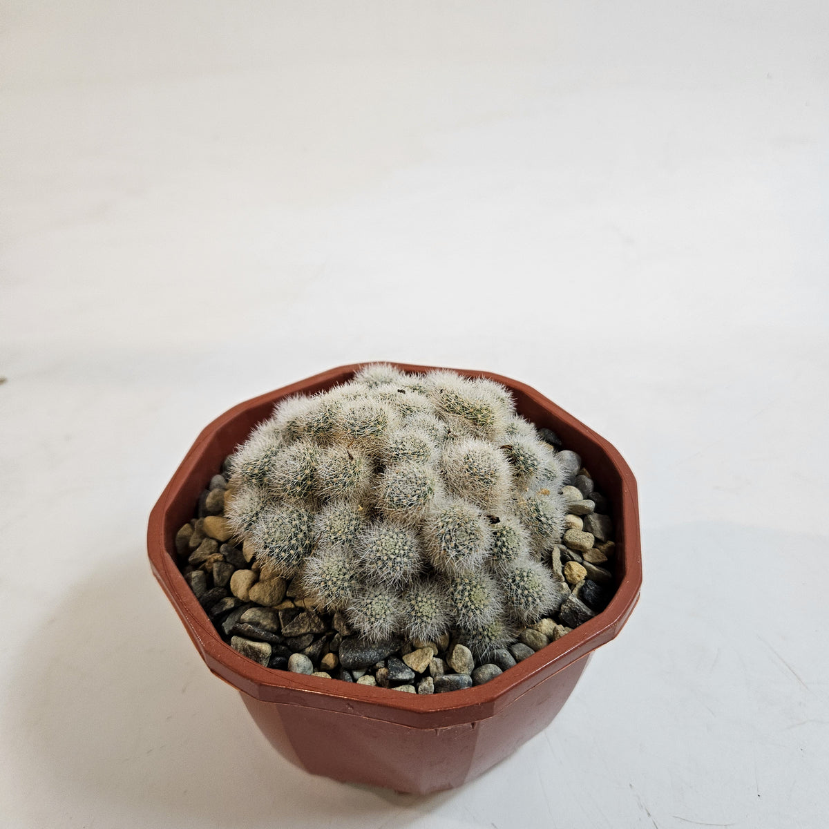 Cacti from Curious Cacti, Choose one from our selection