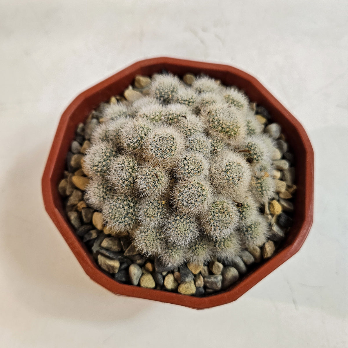 Cacti from Curious Cacti, Choose one from our selection