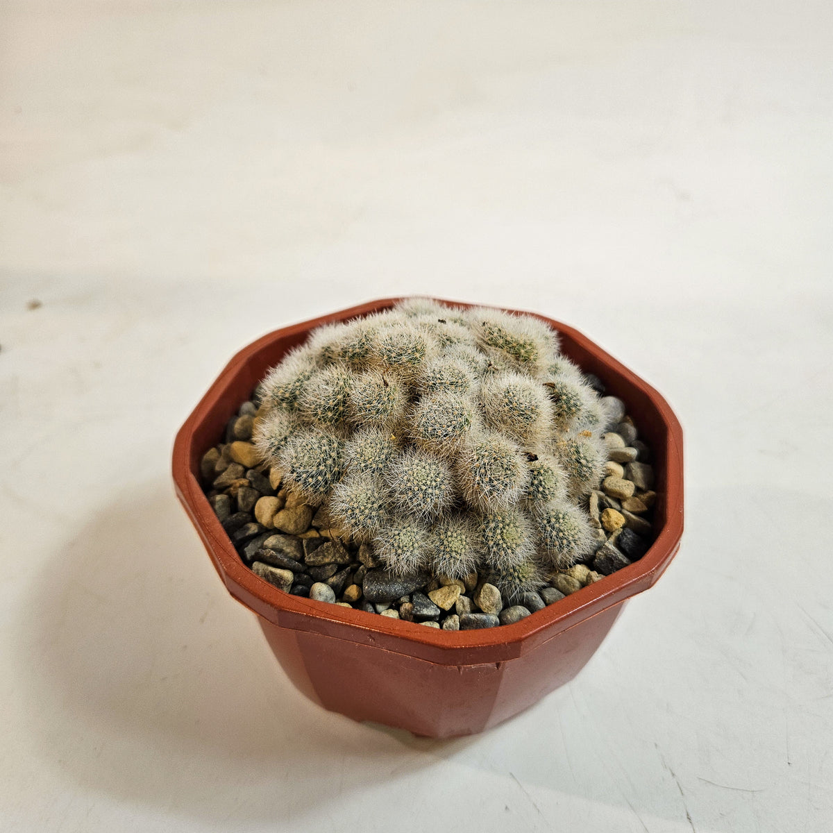 Cacti from Curious Cacti, Choose one from our selection
