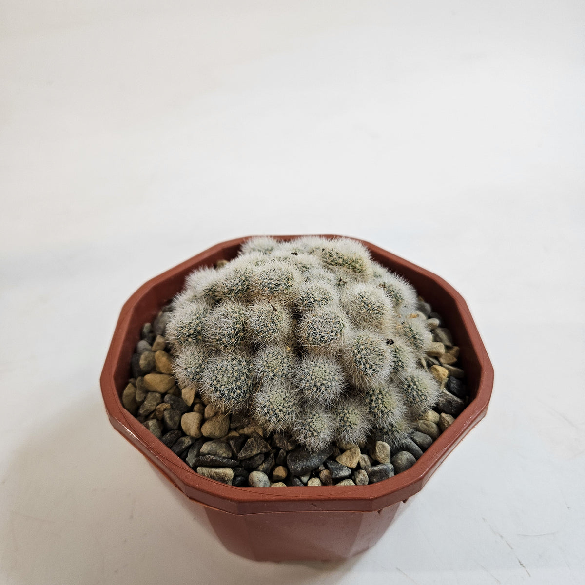 Cacti from Curious Cacti, Choose one from our selection