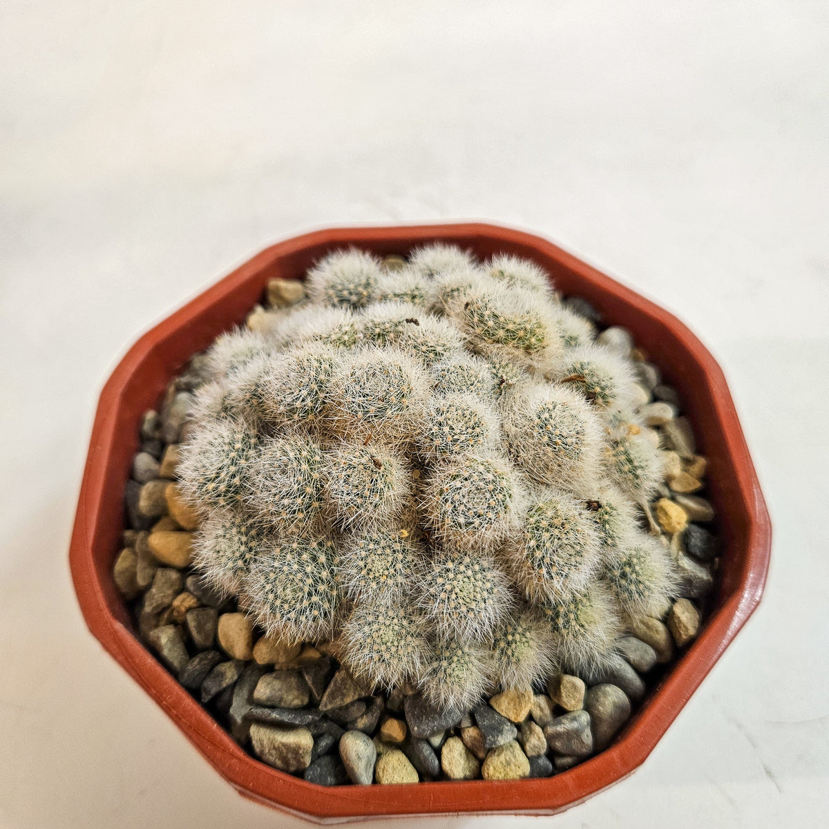Cacti from Curious Cacti, Choose one from our selection