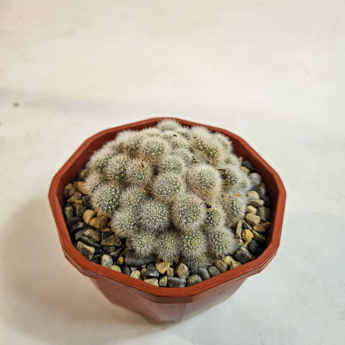Cacti from Curious Cacti, Choose one from our selection
