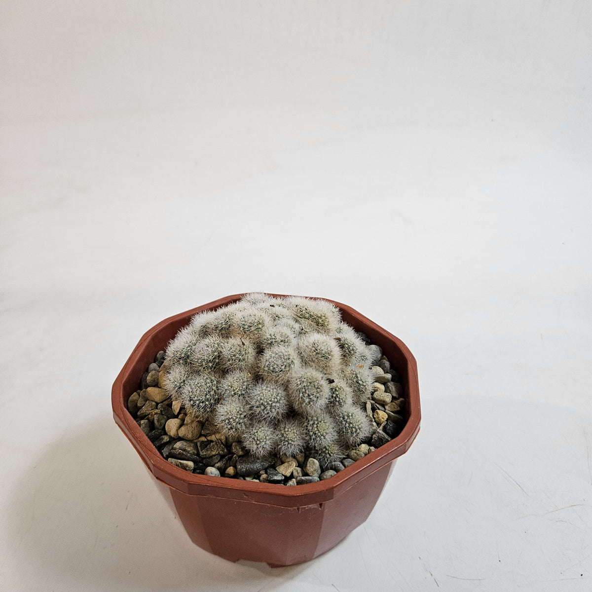 Cacti from Curious Cacti, Choose one from our selection