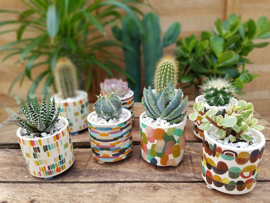 Choose One Art Attack Pot with Plant  8.5cm H20cm