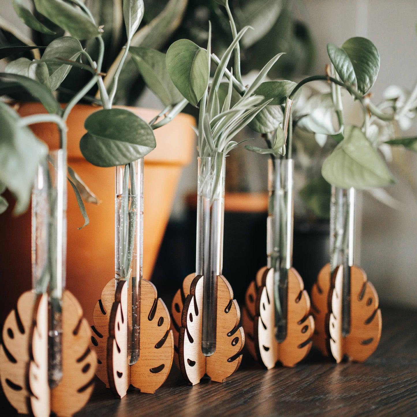 Monstera Tabletop Propagation Station