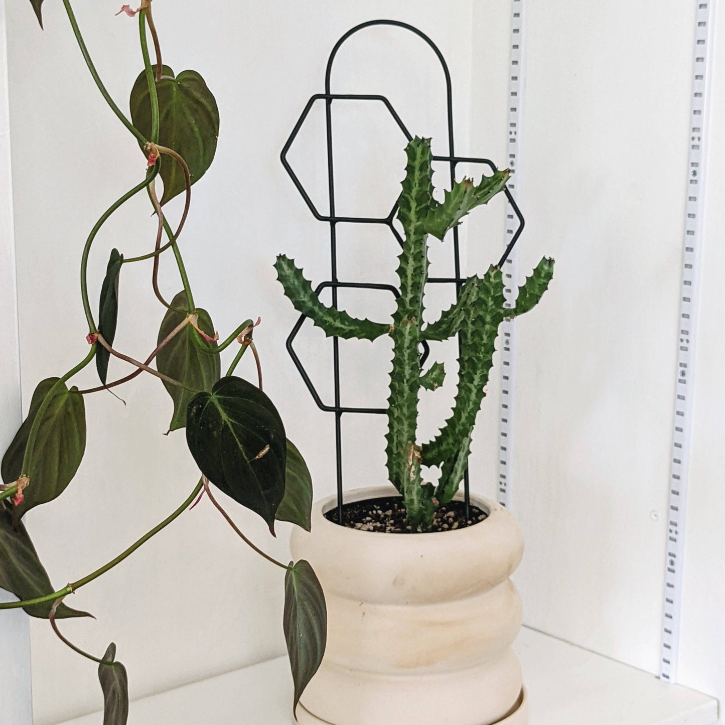 Metal Honeycomb Trellis