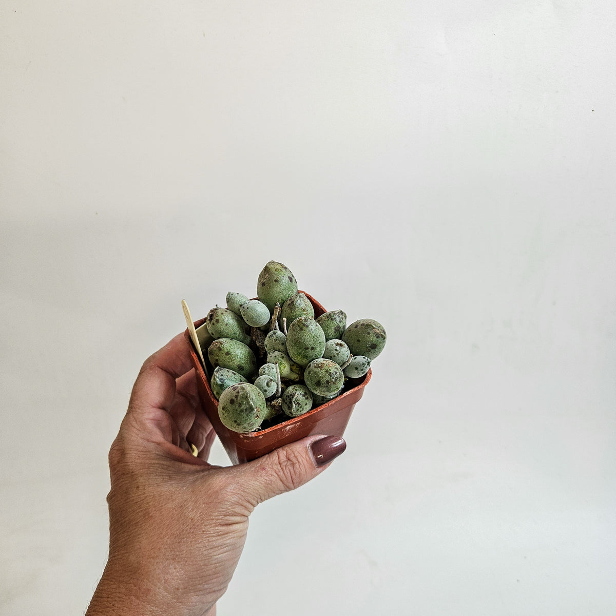 Adromischus cooperi Grey Form
