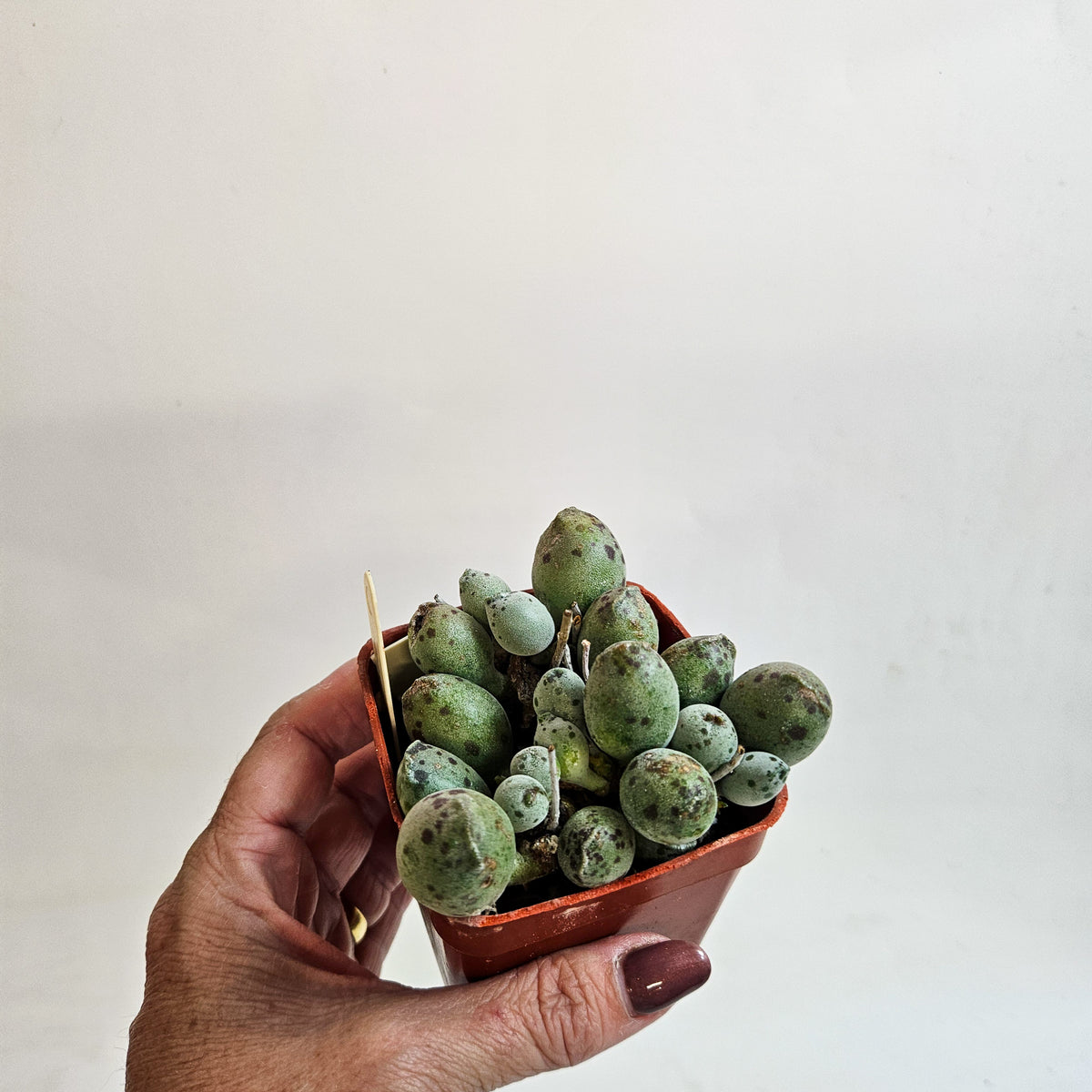 Adromischus cooperi Grey Form