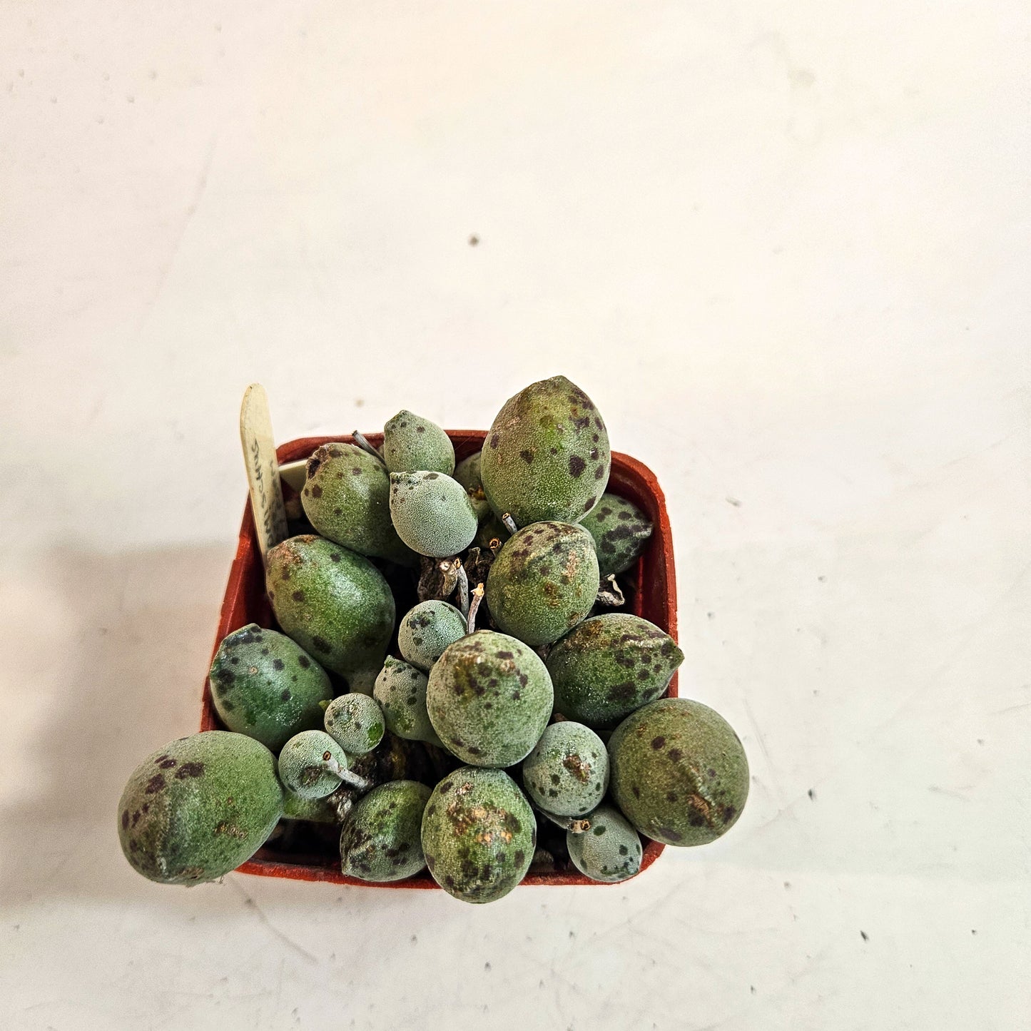 Adromischus cooperi Grey Form