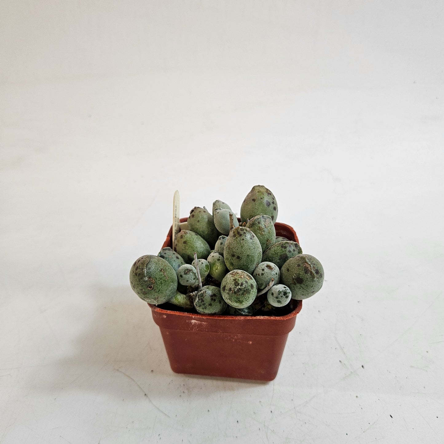 Adromischus cooperi Grey Form