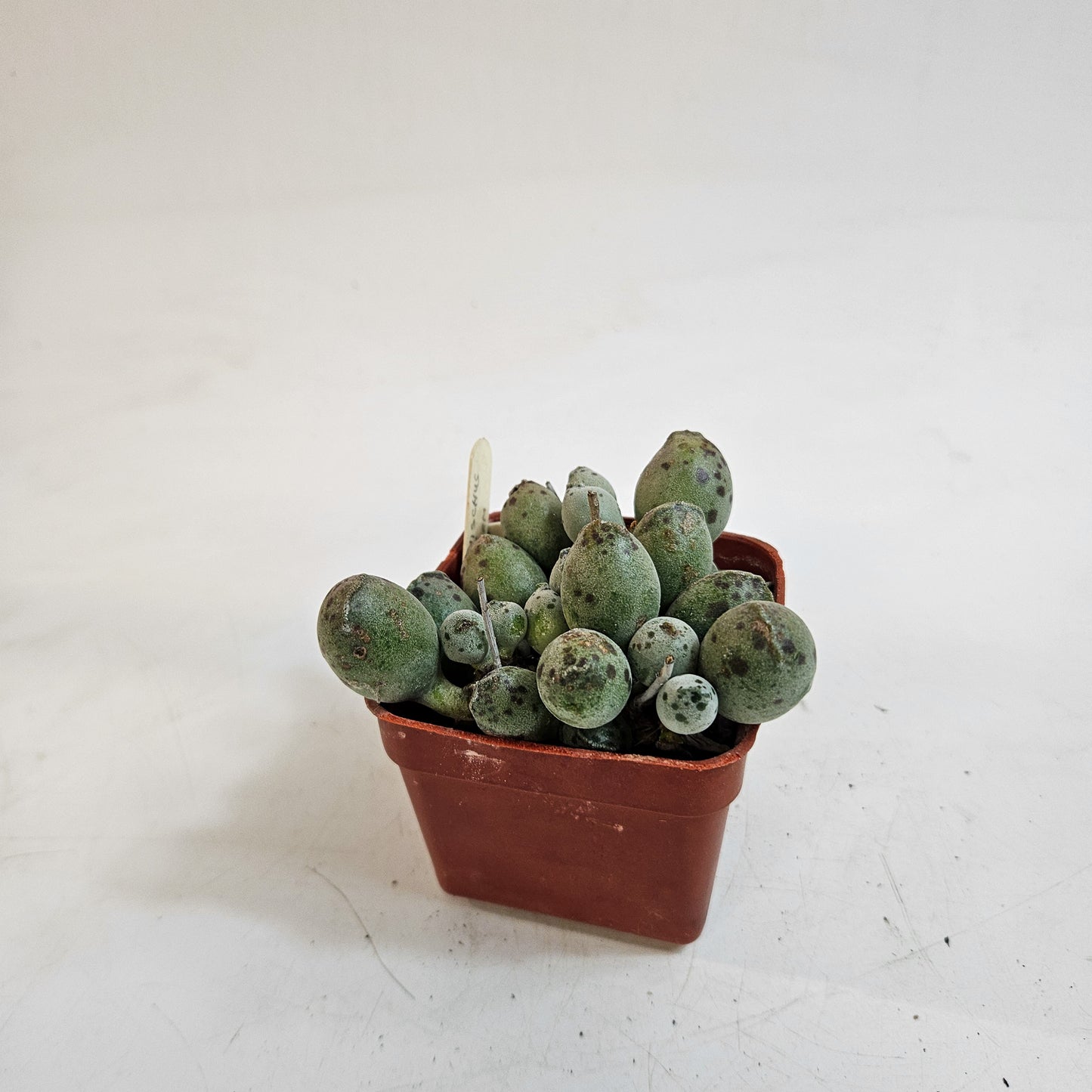 Adromischus cooperi Grey Form