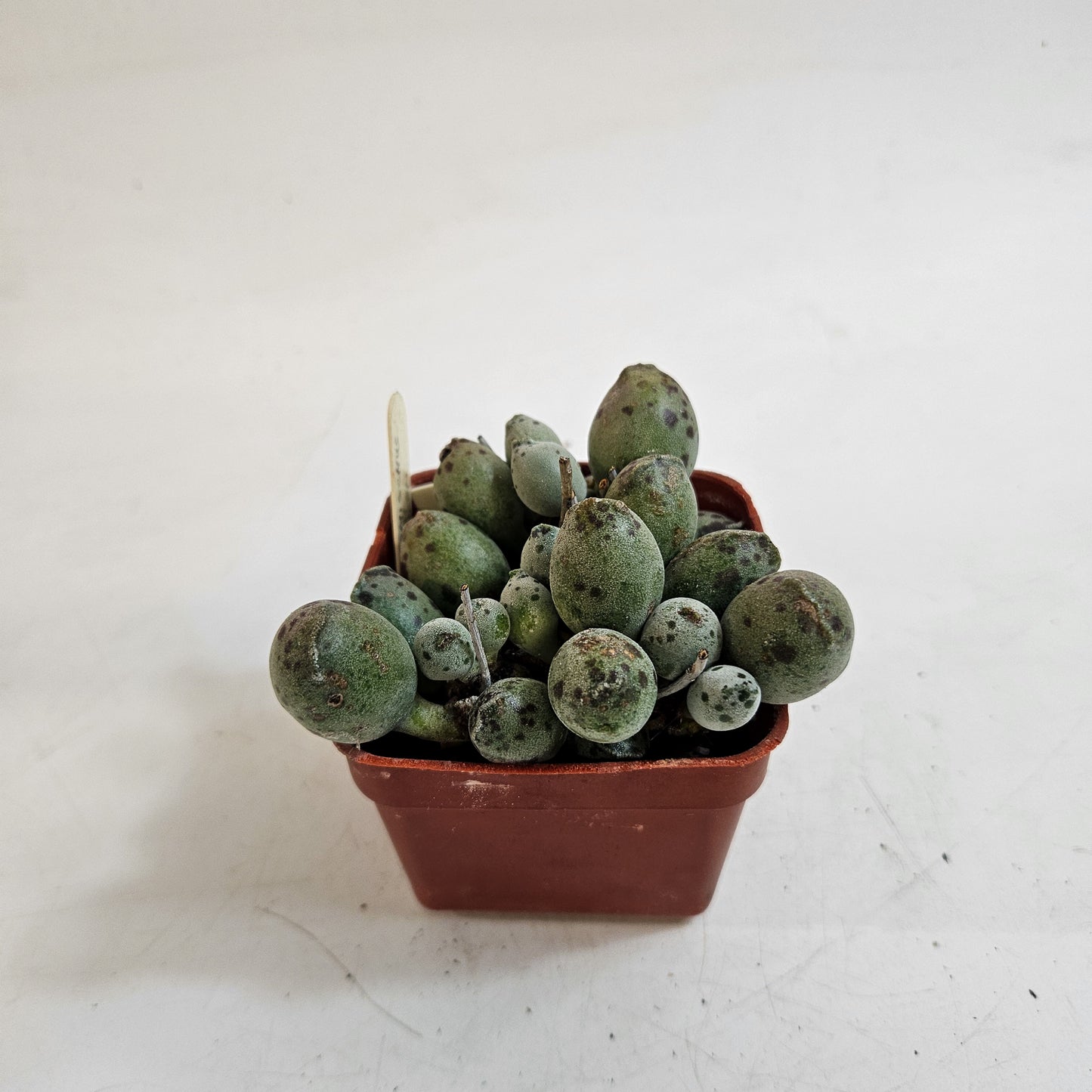 Adromischus cooperi Grey Form