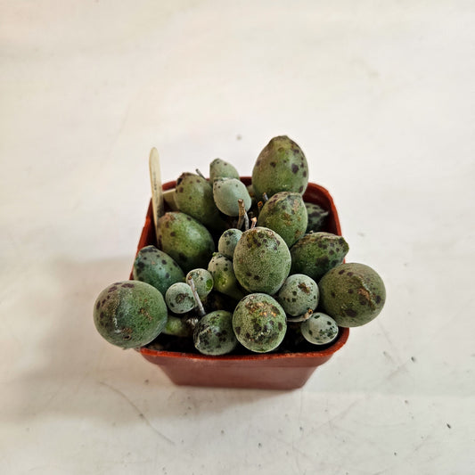 Adromischus cooperi Grey Form