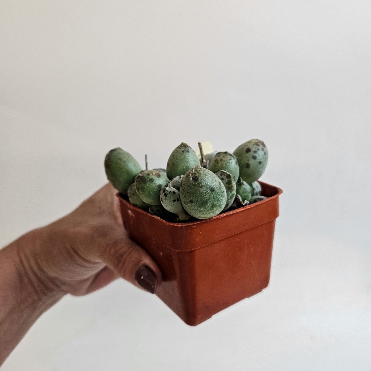 Adromischus cooperi Grey Form