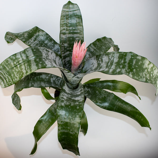 Aechmea fasciata 'Primera'