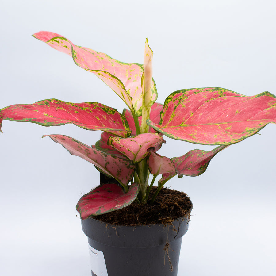 Aglaonema 'Red Joy'
