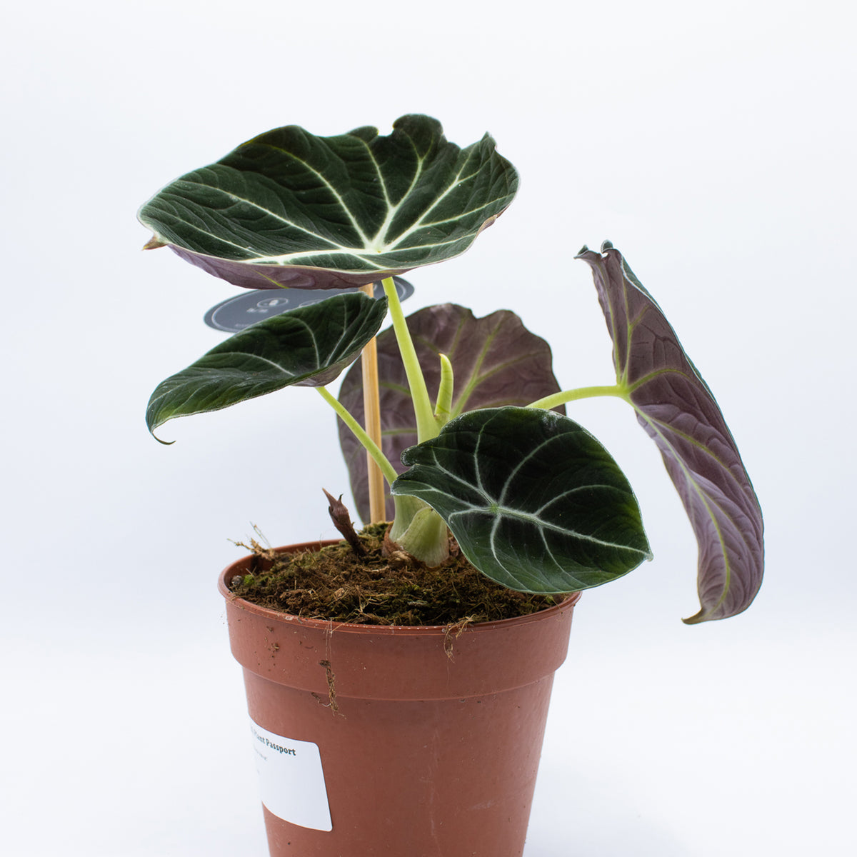 Alocasia 'Black Velvet'