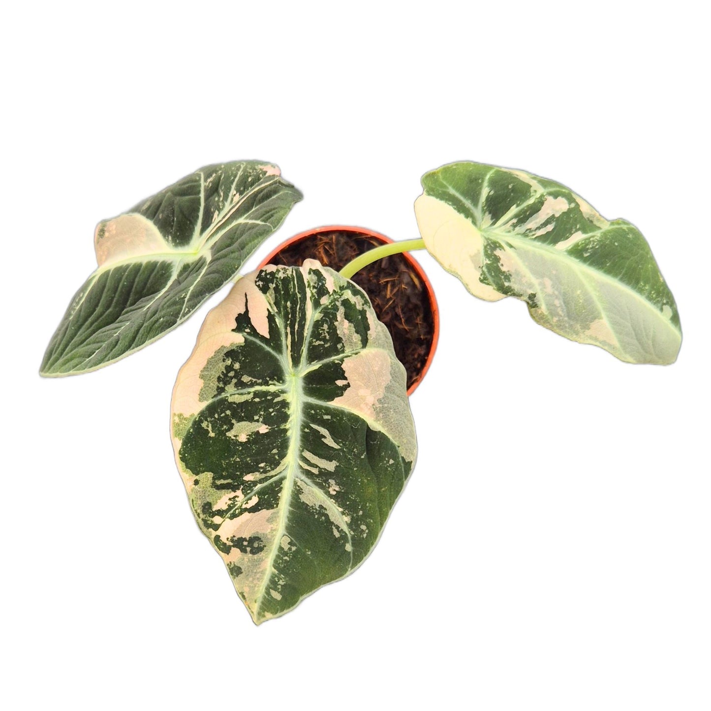 Alocasia Black Velvet Variegata Pink