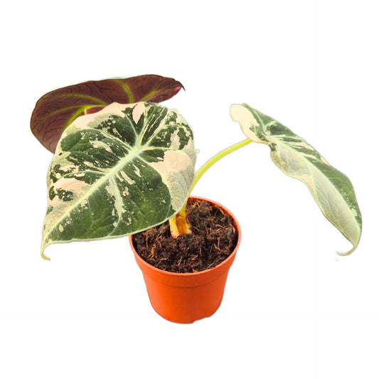 Alocasia Black Velvet Variegata Pink