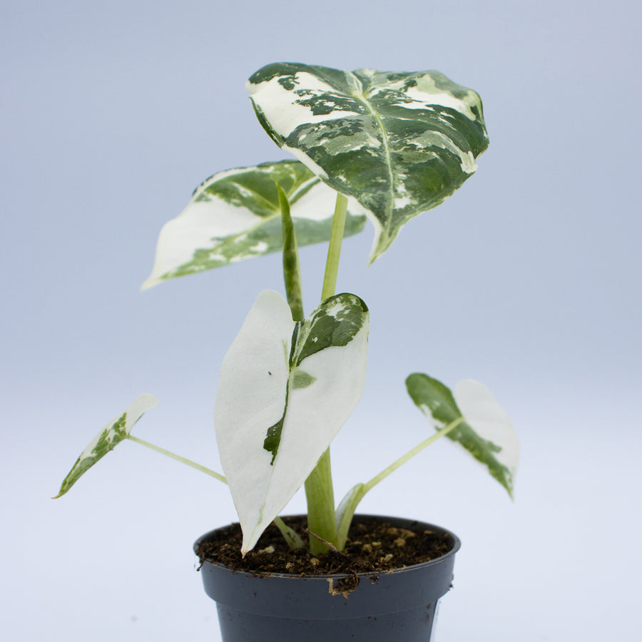 Alocasia micholitziana 'Frydek Variegata'
