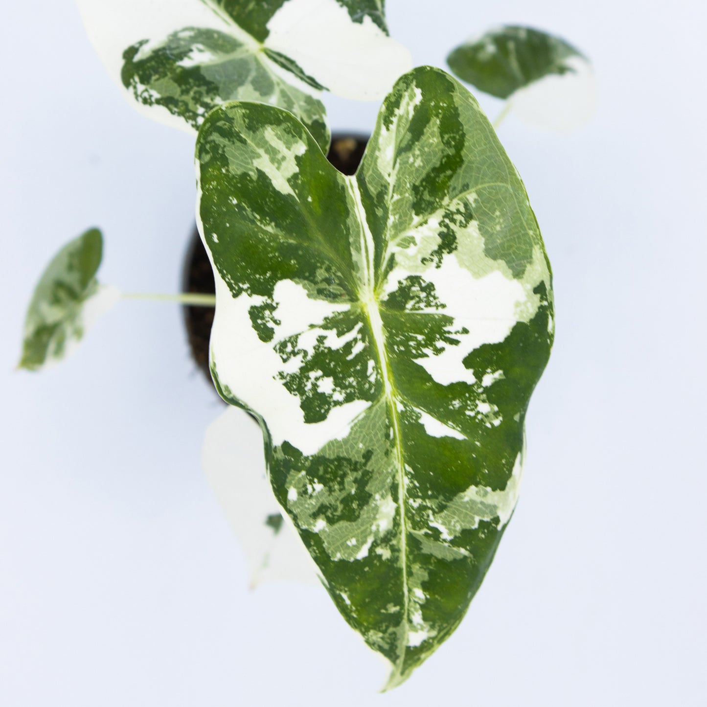 Alocasia Frydek Variegata 7cm H10cm