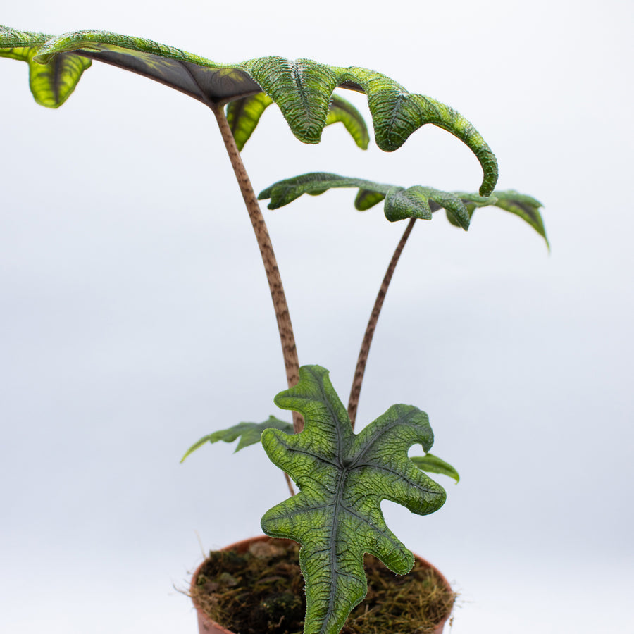 Alocasia 'Jacklyn'