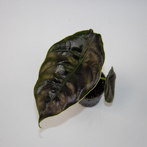 Alocasia azlanii