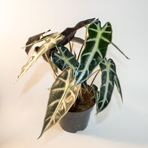 Alocasia 'Bambino Arrow'