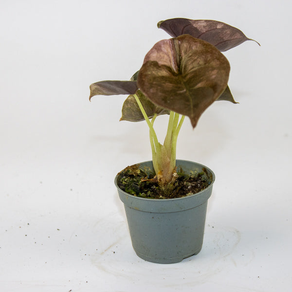 Alocasia cuprea 'Red Variegated'