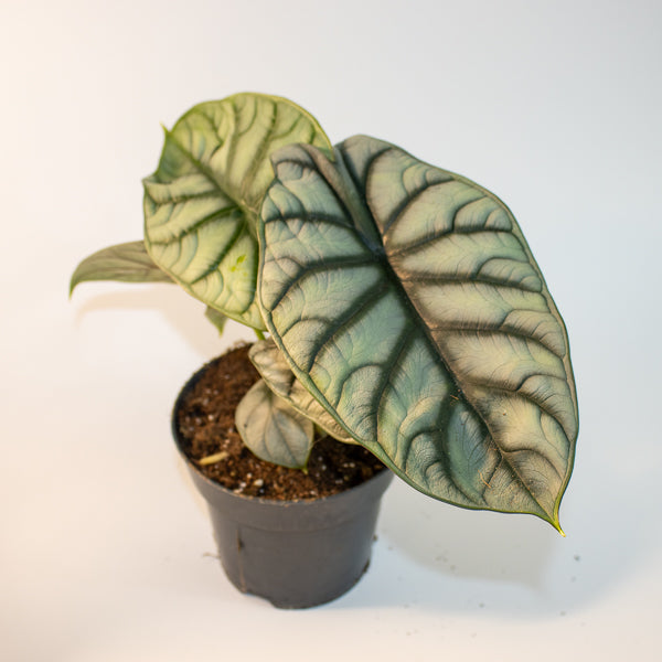 Alocasia nebula 'Silver'